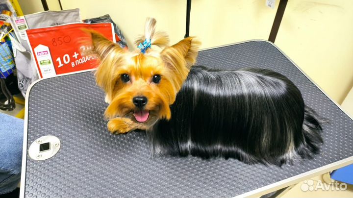 Йоркширский терьер