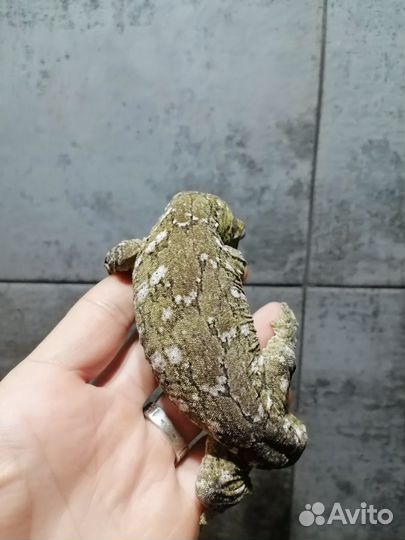 Гигантский Бананоед