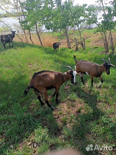 Козы дойные