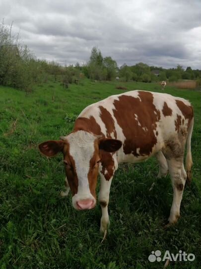 Тёлка стельная