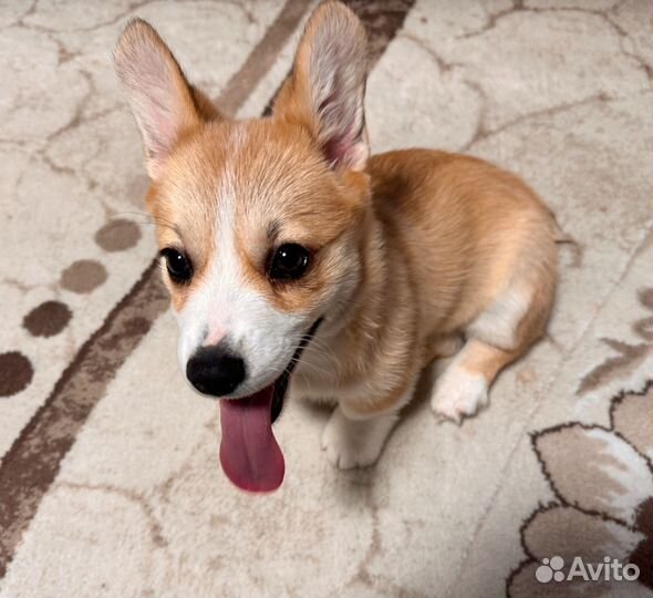 Вельш-корги пемброк