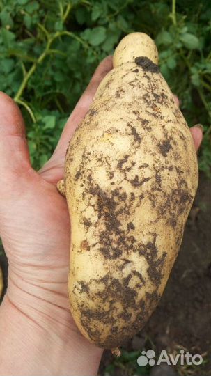 Картофель на семена