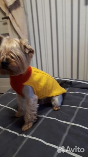 Одежда для маленьких собак