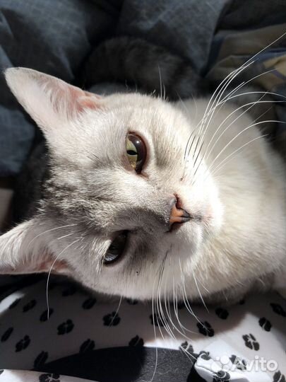 Котик в добрые руки