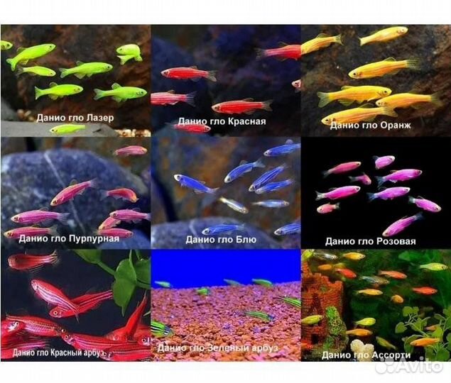 Рыбки, сомики