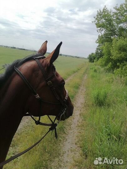 Катание на лошади, конные прогулки