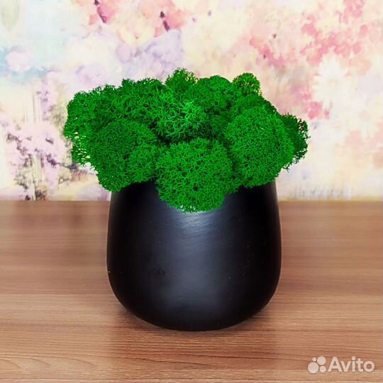 Кашпо со стабилизированным мхом