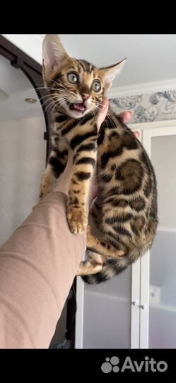 Бенгальские котята