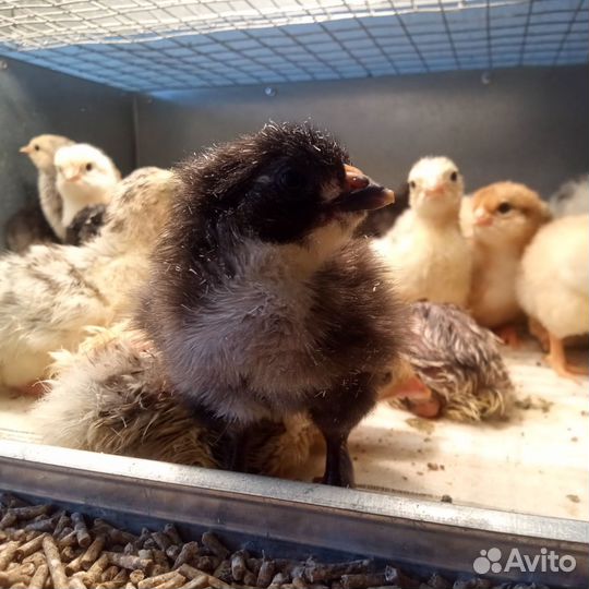 Цыплята суточные домашние