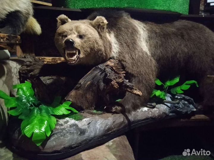 Чучела разные