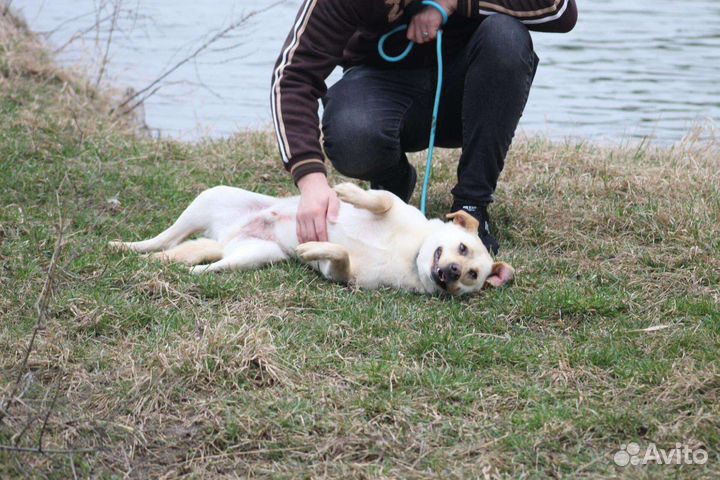 В добрые руки