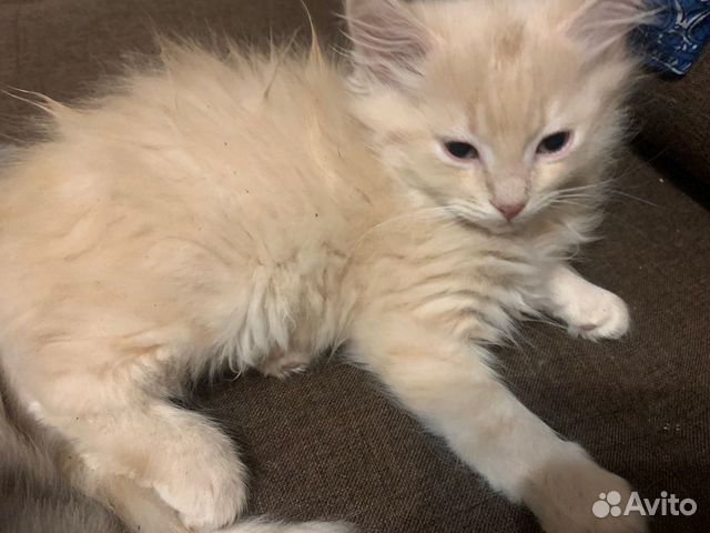Отдам даром котят купить в Санкт-Петербурге | Животные и зоотовары | Авито