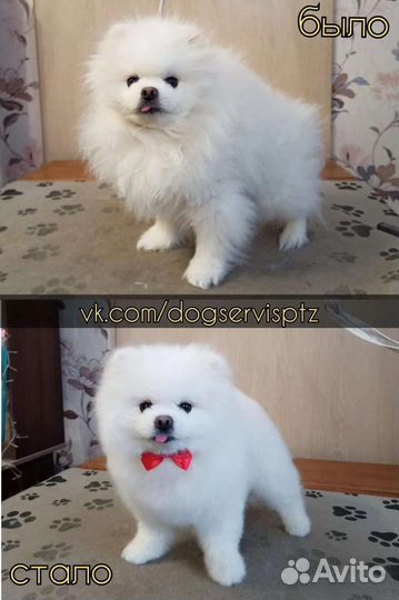 Стрижка собак