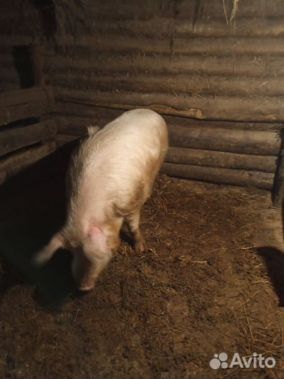 Продам хряка