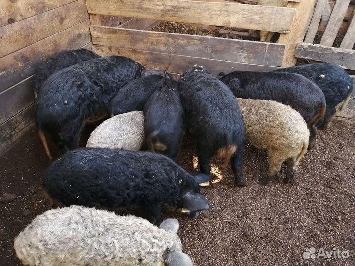 Поросята Венгерская Мангалица