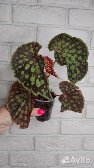 Бегонии сортовые