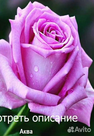 Кустовые розы саженцы (на осень)