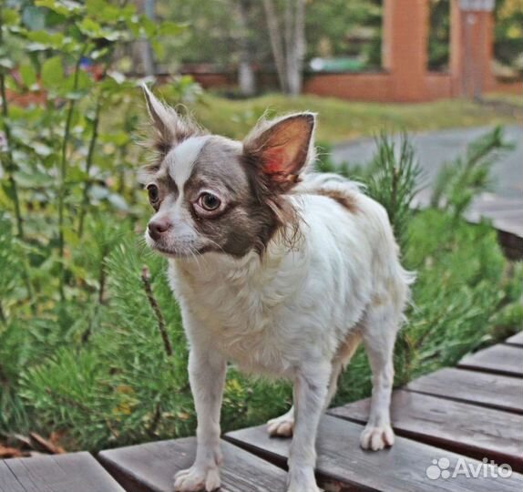 Бело-лиловая девочка чихуахуа