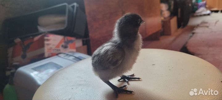 Черные цыплята ухейилюй