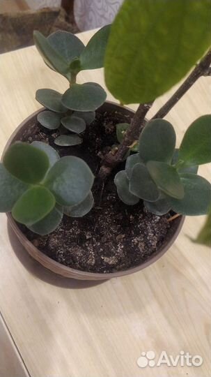 Денежное дерево толстянка крассула