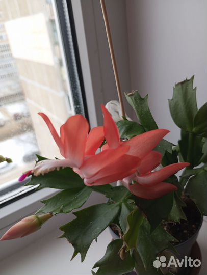 Декабрист шлюмбергера