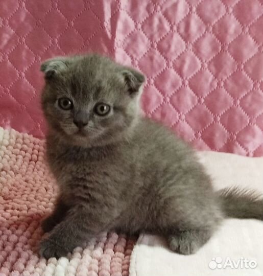 Продаются котята Скоттш- фолд