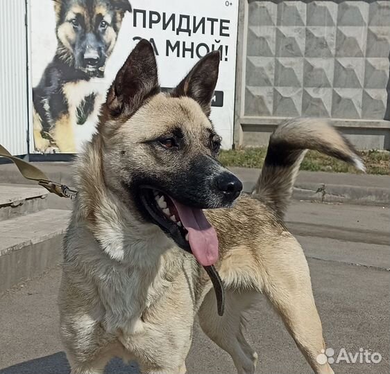 Айна тяжело переносит приютскую жизнь
