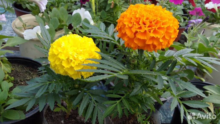 Рассада летников