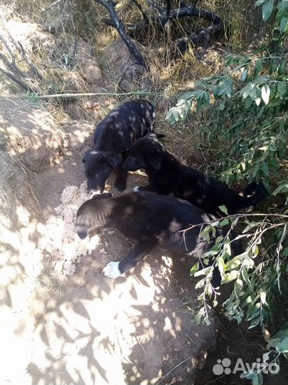 Щенки погибают