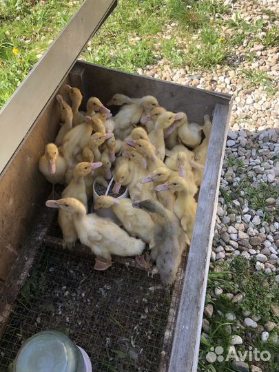 Куры несушки