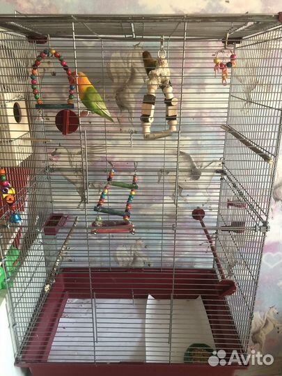 Неразлучник