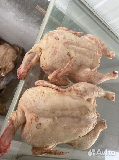 Куры цыплята индейка