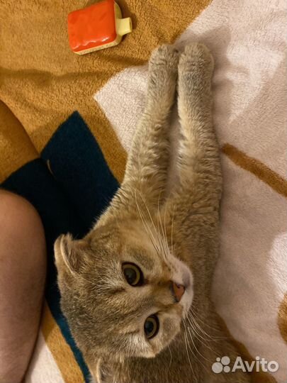 Вислоухий британец