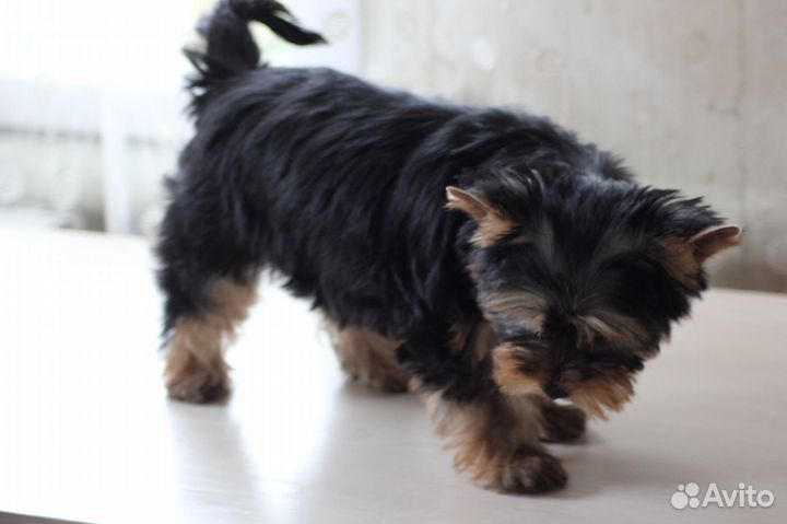 Йоркширский терьер девочки