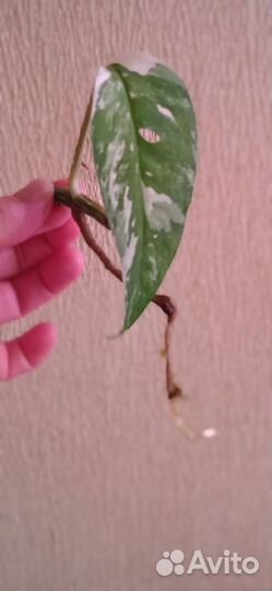 Эпипремнум Пиннатум вайт вариегатный