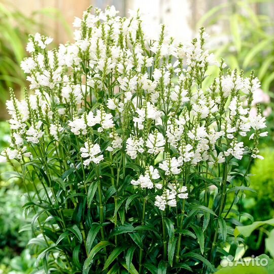 Садовые цветы, декоративные кустарники