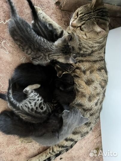 Бенгальская кошка