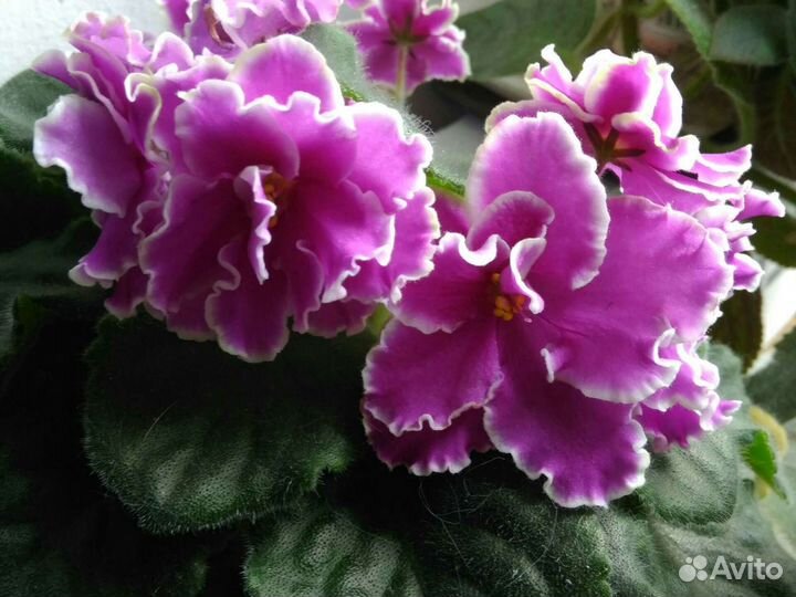 Фиалки взрослые розетки