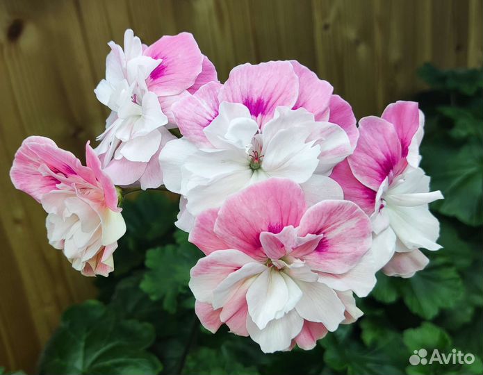 Пеларгония Bonas Meira