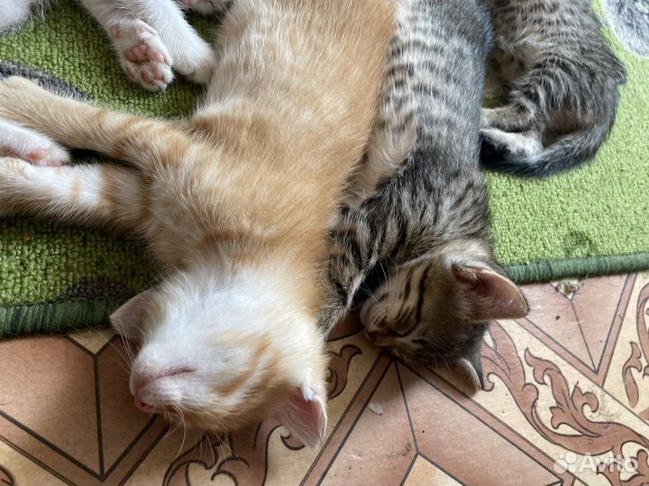 Отдам котят