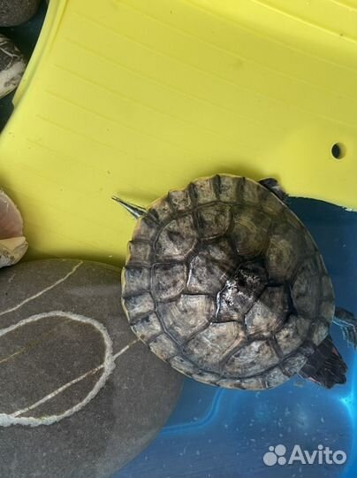 Красноухая черепаха