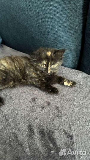 Котята бесплатно