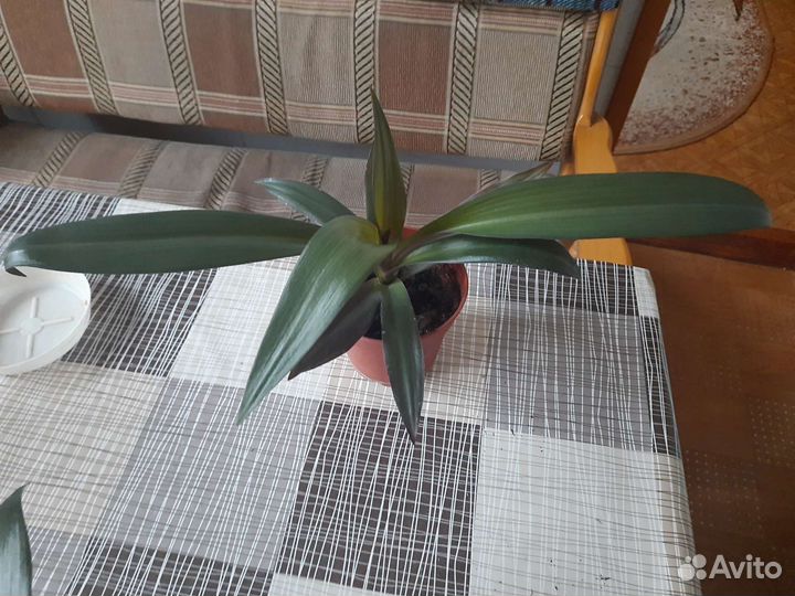 Традесканция рэо