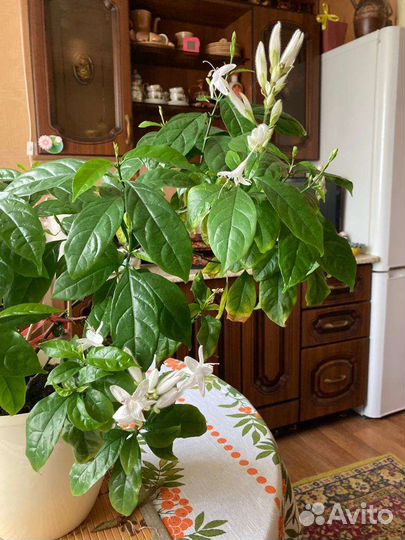 Красивоцветущие растения 1