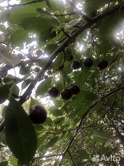 Продам ягоды вишни