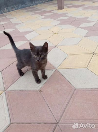 Кошка в дар