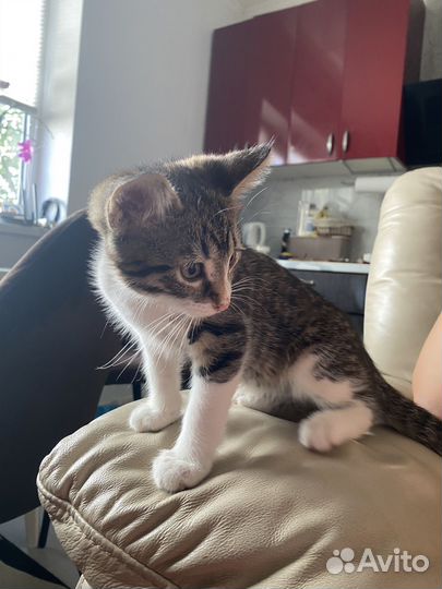 Кошка в дар