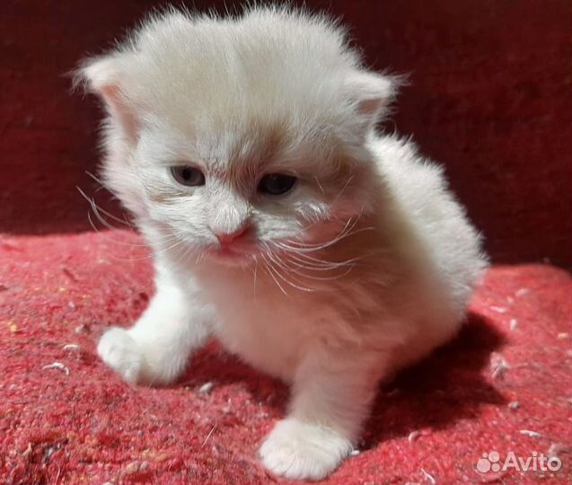 Сибирские котята в добрые руки