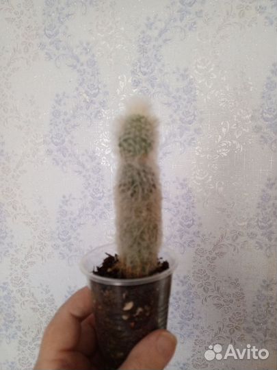 Кактус пушистый, опунция кристатная