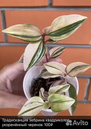 Традесканция 4 сорта